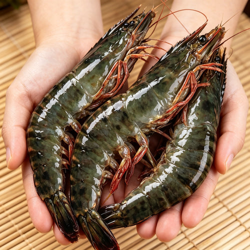 Hand holding raw tiger prawns with dark striped shells