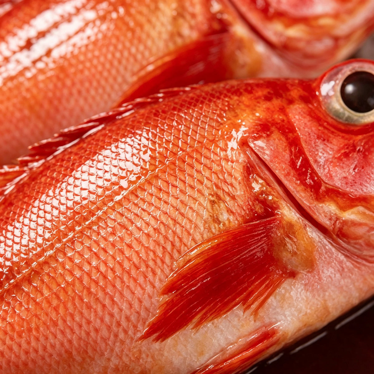 Close view of bright red scaled rockfish with a clear round eye
