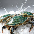 Raw blue green swimming crab with paddle legs splashing on ice