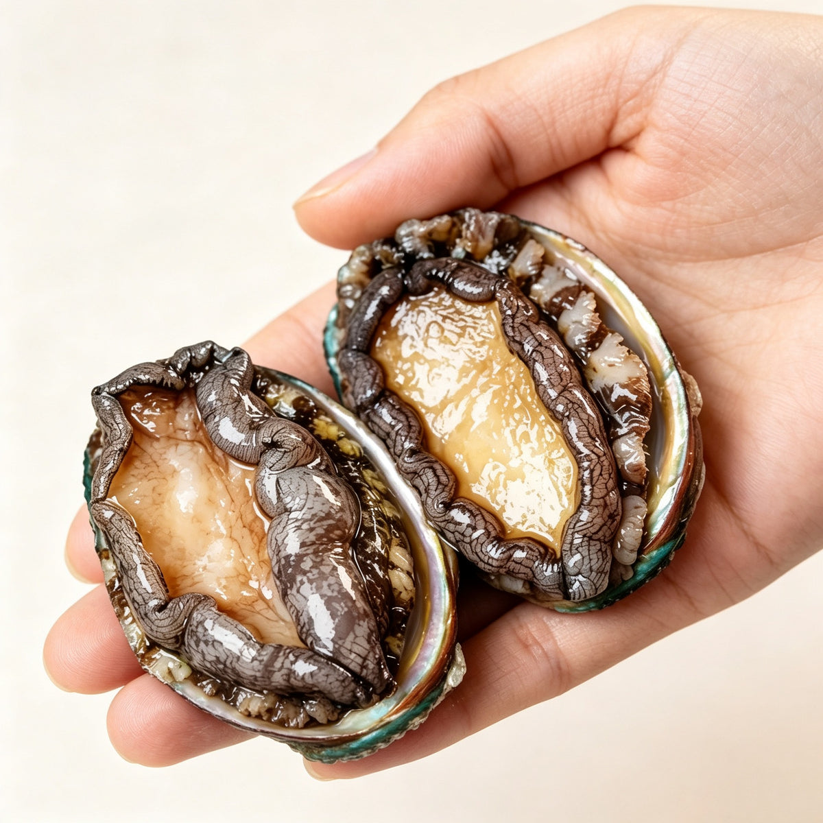 Hand holding two abalone showing dark shells and pale meat